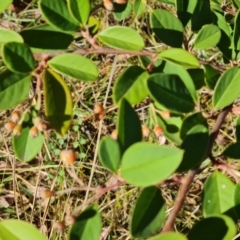 Cotoneaster glaucophyllus (Cotoneaster) at Fadden, ACT - 21 Mar 2024 by Mike