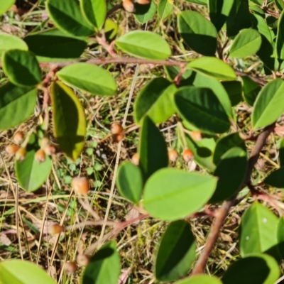 Cotoneaster glaucophyllus (Cotoneaster) at Isaacs Ridge and Nearby - 21 Mar 2024 by Mike