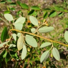 Cotoneaster glaucophyllus at Isaacs Ridge and Nearby - 21 Mar 2024