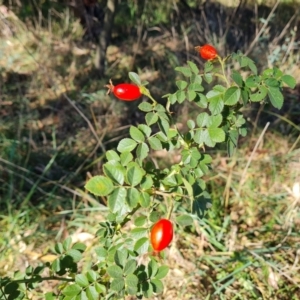 Rosa rubiginosa at Isaacs Ridge and Nearby - 21 Mar 2024