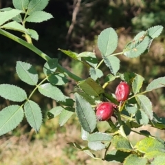 Rosa canina (Dog Rose) at Isaacs, ACT - 21 Mar 2024 by Mike