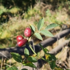 Rosa canina at Isaacs Ridge and Nearby - 21 Mar 2024 04:18 PM