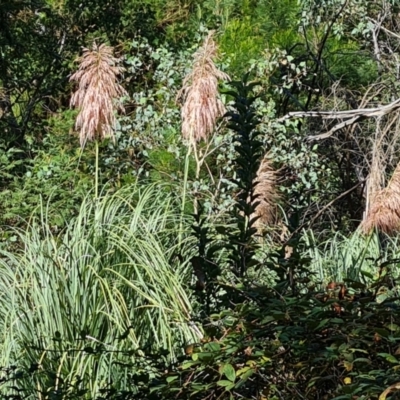 Cortaderia selloana (Pampas Grass) at Isaacs, ACT - 21 Mar 2024 by Mike