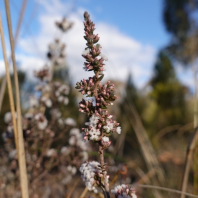 Leucopogon attenuatus (Small-leaved Beard Heath) at Piney Ridge - 21 Jul 2023 by RobG1