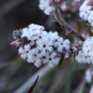 Leucopogon attenuatus at Block 402 - 21 Jul 2023