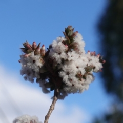 Leucopogon attenuatus at Block 402 - 21 Jul 2023