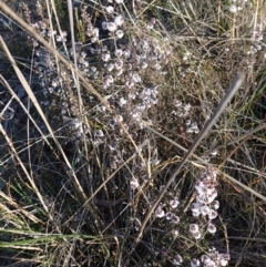 Leucopogon attenuatus at Block 402 - 21 Jul 2023