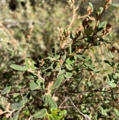 Pomaderris pallida (Pale Pomaderris) at Conder, ACT - 21 Mar 2024 by nathkay