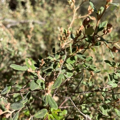 Pomaderris pallida (Pale Pomaderris) at Rob Roy Range - 21 Mar 2024 by nathkay