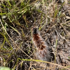 Anthela varia (Hairy Mary) at Duffy, ACT - 21 Mar 2024 by nathkay