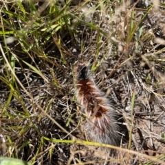 Anthela varia (Hairy Mary) at Duffy, ACT - 21 Mar 2024 by nathkay