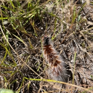 Anthela varia at Duffy, ACT - 21 Mar 2024 02:15 PM