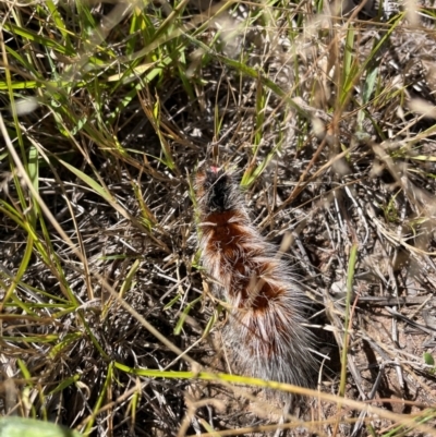 Anthela varia (Hairy Mary) at Duffy, ACT - 21 Mar 2024 by nathkay