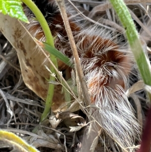 Anthela varia at Duffy, ACT - 21 Mar 2024 02:15 PM