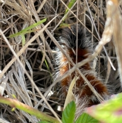 Anthela varia at Duffy, ACT - 21 Mar 2024 02:15 PM