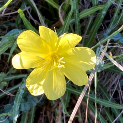 Oenothera stricta subsp. stricta (Common Evening Primrose) at Denman Prospect, ACT - 20 Mar 2024 by SteveBorkowskis