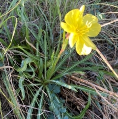 Oenothera stricta subsp. stricta at Molonglo River Reserve - 21 Mar 2024 08:52 AM