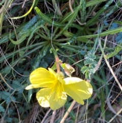 Oenothera stricta subsp. stricta at Molonglo River Reserve - 21 Mar 2024 08:52 AM