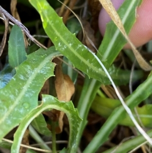 Oenothera stricta subsp. stricta at Molonglo River Reserve - 21 Mar 2024