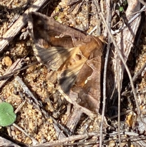 Chrysodeixis eriosoma at Molonglo River Reserve - 21 Mar 2024