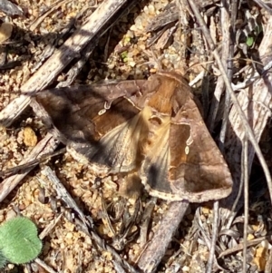 Chrysodeixis eriosoma at Molonglo River Reserve - 21 Mar 2024 12:06 PM