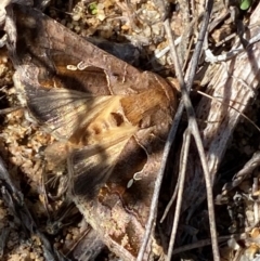 Chrysodeixis eriosoma at Molonglo River Reserve - 21 Mar 2024 12:06 PM