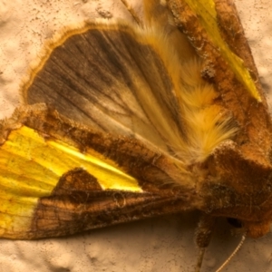 Thysanoplusia orichalcea at Ainslie, ACT - 18 Mar 2024