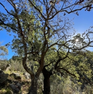 Brachychiton populneus at Rob Roy Range - 21 Mar 2024