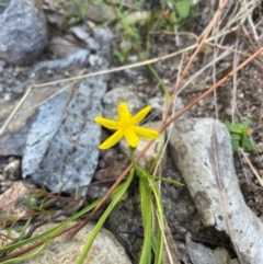 Hypoxis hygrometrica var. villosisepala (Golden Weather-grass) at Rob Roy Range - 21 Mar 2024 by nathkay