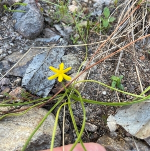 Hypoxis hygrometrica var. villosisepala at Rob Roy Range - 21 Mar 2024