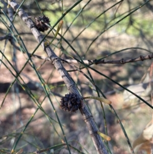 Allocasuarina verticillata at Rob Roy Range - 21 Mar 2024