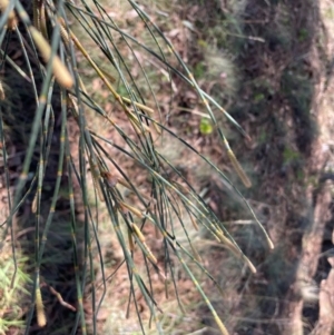 Allocasuarina verticillata at Rob Roy Range - 21 Mar 2024