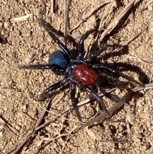 Missulena occatoria at Molonglo River Reserve - 21 Mar 2024