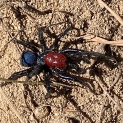 Missulena occatoria at Molonglo River Reserve - 21 Mar 2024 12:13 PM