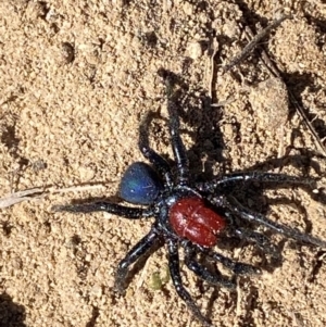 Missulena occatoria at Molonglo River Reserve - 21 Mar 2024 12:13 PM