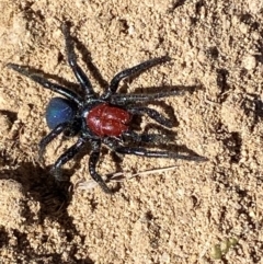 Missulena occatoria at Molonglo River Reserve - 21 Mar 2024 12:13 PM