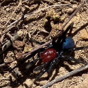 Missulena occatoria at Molonglo River Reserve - 21 Mar 2024 12:13 PM