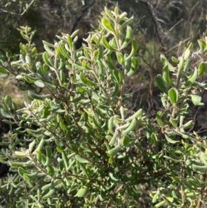 Persoonia rigida at Rob Roy Range - 21 Mar 2024