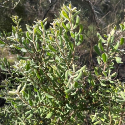 Persoonia rigida (Hairy Geebung) at Conder, ACT - 21 Mar 2024 by nathkay