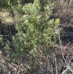 Persoonia rigida at Rob Roy Range - 21 Mar 2024