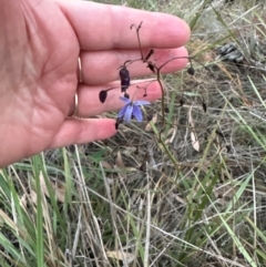 Dianella revoluta (Black-Anther Flax Lily) at Aranda, ACT - 21 Mar 2024 by lbradley