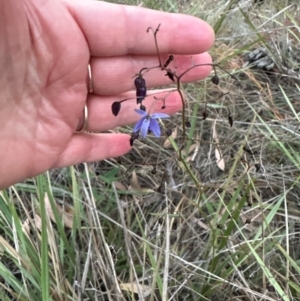 Dianella revoluta at Aranda, ACT - 21 Mar 2024 07:07 PM