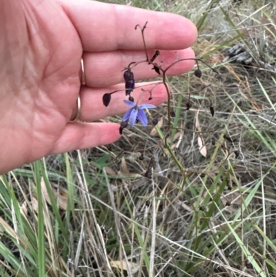 Dianella revoluta (Black-Anther Flax Lily) at Aranda, ACT - 21 Mar 2024 by lbradley