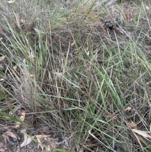 Dianella revoluta at Aranda, ACT - 21 Mar 2024 07:07 PM