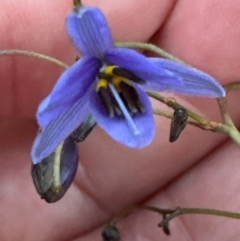 Dianella revoluta at Aranda, ACT - 21 Mar 2024 07:07 PM