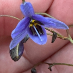 Dianella revoluta at Aranda, ACT - 21 Mar 2024 07:07 PM