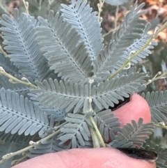 Acacia baileyana (Cootamundra Wattle, Golden Mimosa) at Aranda Bushland - 21 Mar 2024 by lbradley