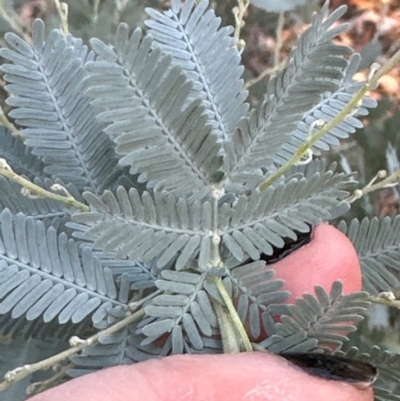 Acacia baileyana (Cootamundra Wattle, Golden Mimosa) at Aranda, ACT - 21 Mar 2024 by lbradley