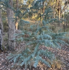 Acacia baileyana at Aranda, ACT - 21 Mar 2024