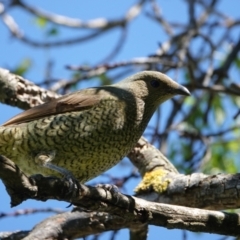 Ptilonorhynchus violaceus (Satin Bowerbird) at Hall, ACT - 21 Mar 2024 by Anna123